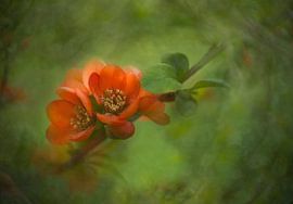 Red Blossom – Minimalist Natural Accent by Joriali Fine Art