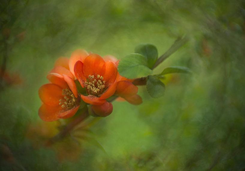 Red Blossom – Minimalist Natural Accent by Joriali photography and paintings