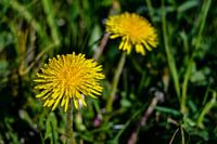 Dandelion