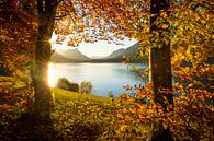 Herfst aan het Sylvenstein Reservoir van Martin Wasilewski thumbnail