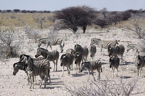 groep zebra's in Okaukuejo