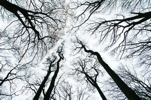 Dansende bomen in de herfst