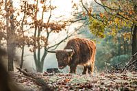Scottish Highlander in the forest