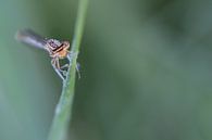 Breedscheenjuffer van Karin van Rooijen Fotografie thumbnail