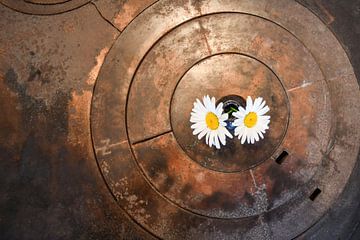 Rustic hob with flowers by Rüdiger Rohmann
