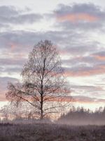 Birch in the autumn