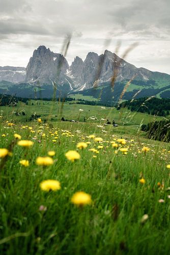 Alpenweide met bloemen in Zuid-Tirol