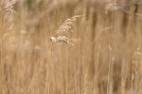 gras en graankorrels | landelijke stijl natuurfoto