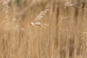 gras en graankorrels | landelijke stijl natuurfoto van Karijn | Fine art Natuur en Reis Fotografie