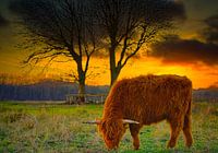 Highlander /Schotse Hooglander