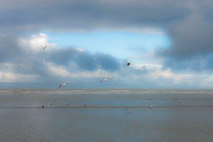 Meer und Möwen