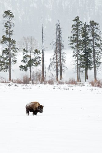Amerikaanse Bizon ( Bison bizon ) in de winter, Lamar Valley, Yellowstone NP, Wyoming, USA.