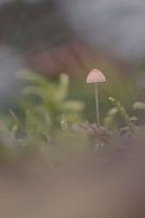 Kleiner Pilz in mystischer Atmosphäre