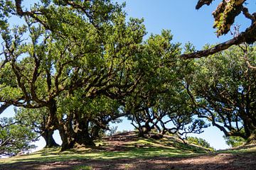 Het Mystieke Fanal Forest op Madeira