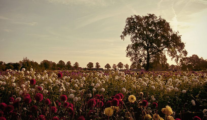 Opa's tuin van Tessa Wiegerinck