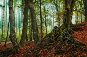 Roots van Martin Podt