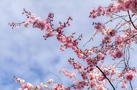 Blossom