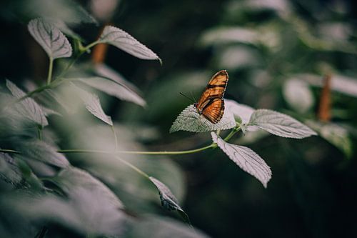 Photo of orange butterfly on leaf
