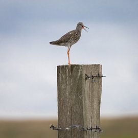 Turtle by Leo Kramp Fotografie
