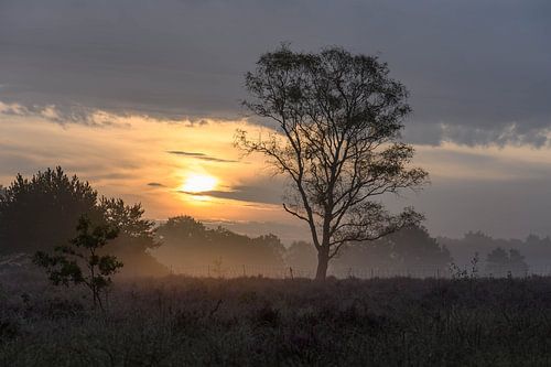 gesluierde zon op de heide