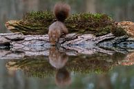 Eichhörnchen von Bart Hendrix Miniaturansicht