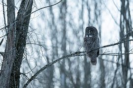 Bartkauz im Wald von Sven Scraeyen