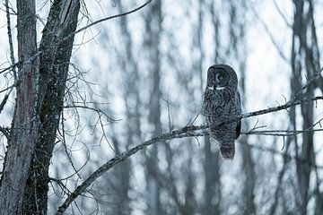 Great grey owl in the forest by Sven Scraeyen