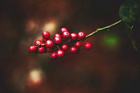 Style my Home series by Liberty Ragazza Biesma