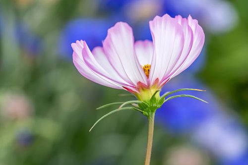 Cosmea with Cornflowers in the background