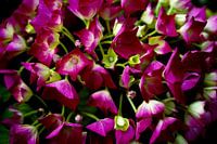Close-up van een roze / paarse hortensia