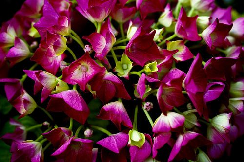 Close-up van een roze / paarse hortensia