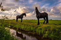 Friesian horses