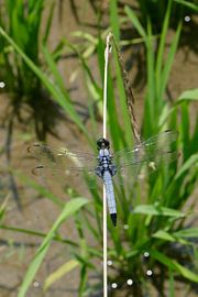 Libel tussen de rijstplanten sur Sylvia Bastiaansen