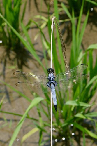 Libel tussen de rijstplanten
