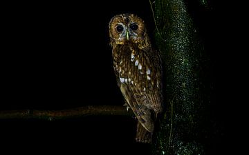 Tawny owl on a rainy night