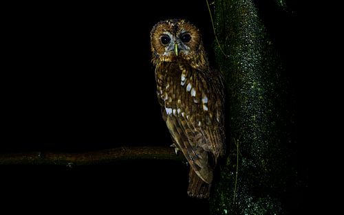 Tawny owl on a rainy night by Lennart Verheuvel