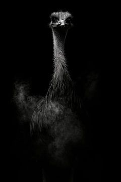 Struisvogel van Poster Art Shop