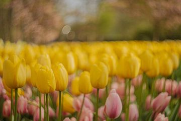 Een geel landschap van Tulpen van Andy Luberti