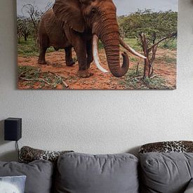 Photo de nos clients: Éléphant (Loxodonta africana) en position menaçante, réserve de chasse de Zimanga, Kwa Zulu Natal, A par Nature in Stock, sur toile
