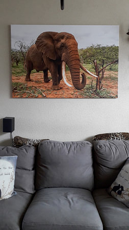 Éléphant (Loxodonta africana) en position menaçante, réserve de chasse de Zimanga, Kwa Zulu Natal, A