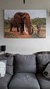 Kundenfoto: Elefant (Loxodonta africana) in bedrohlicher Lage, Zimanga Game Reserve, Kwa Zulu Natal, Südafrika von Nature in Stock
