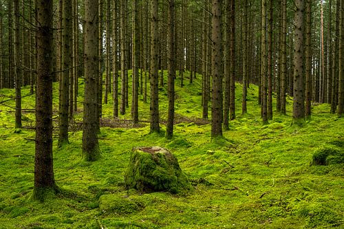 Danska Fallet: De Betovering van Herfst in de Bossen V