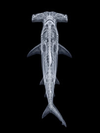 Requin-marteau - Radiographie sur The White Rabbit