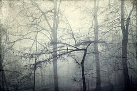 Vogel auf Ast in Nebelwald von Dirk Wüstenhagen
