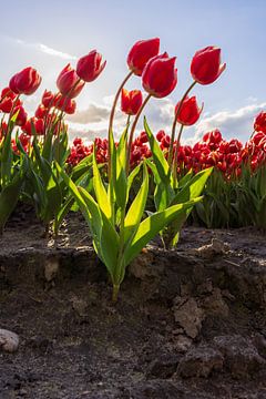 rode tulpen in drenthe van Daphne Kleine