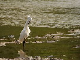 Egret by Swirling Entities