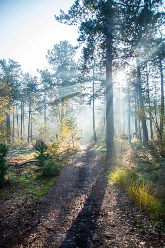 Die Sonne scheint für Sie