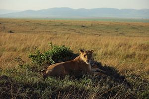 Lionne