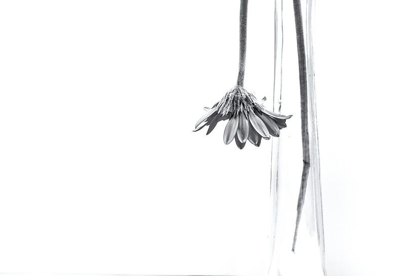 Verwelkte Blume von Julienne van Kempen
