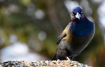 A bronze quail in the garden by Claude Laprise